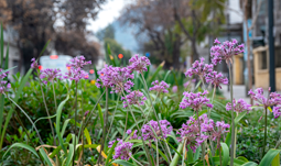 Banner Paisajimo Sustentable