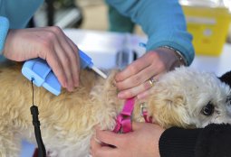 Este sábado 9 de mayo se retoma la implantación de chip a mascotas