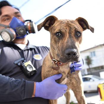 “Pandemia” lidera entrega de ayuda a mascotas de la comuna