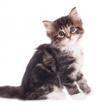 ¿Llegó un gato a la familia? Consejos para que se adapte bien al hogar