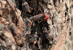 Chinche del Arce: Lo que hay que saber sobre este insecto