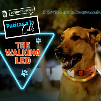Patitas a la calle: The Walking LED