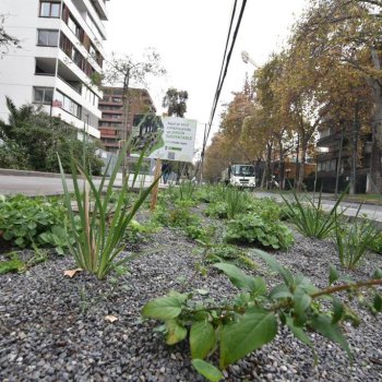 Finalizó plantación de Jardines Sustentables en calle Suecia