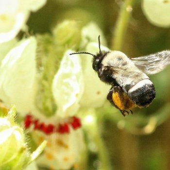 La primera comarca urbana de abejas del mundo está en Providencia