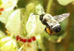 ¡Te invitamos a conocer más sobre las abejas nativas!