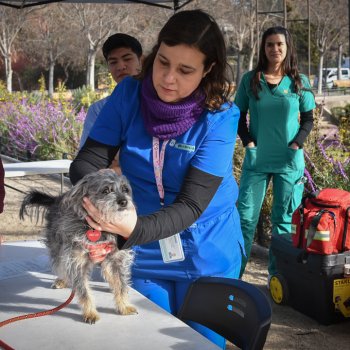 Atendimos a 56 mascotas en un nuevo operativo en la Plaza Loreto Cousiño