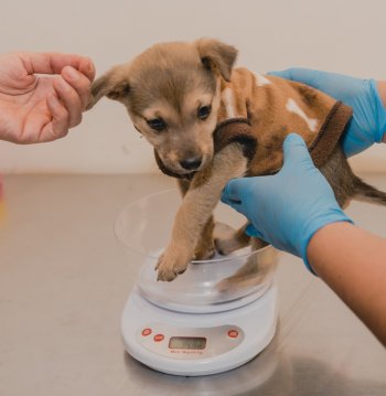 Jornada tenencia responsable de mascotas y animales de compañía