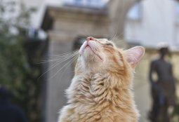 8 de agosto: Día Internacional del Gato