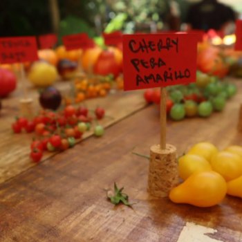 Los fanáticos del tomate disfrutaron con más de 150 variedades
