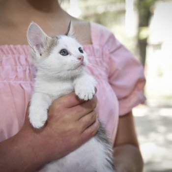 No te pierdas nuestra charla para nuevos tutores de caninos y felinos