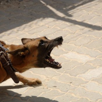 Inscríbete en nuestros talleres gratuitos para mascotas reactivas y perros potencialmente peligrosos