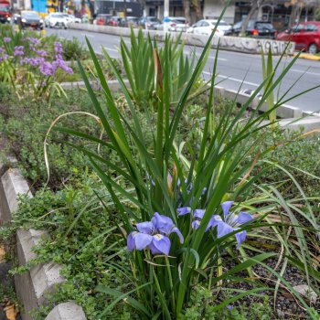 Nuevos Jardines Sustentables llenan de color Avda. Seminario