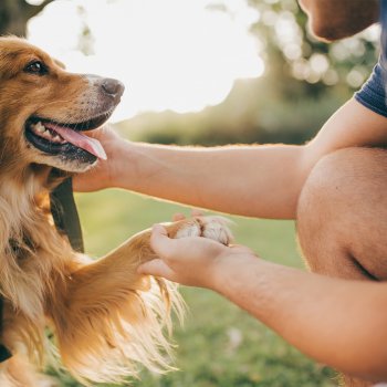 Participa en nuestro curso gratuito de educación canina funcional