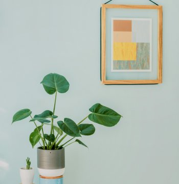 Taller de Plantas de interior