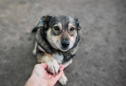 Cupos disponibles: Tenemos dos nuevos cursos de educación canina funcional