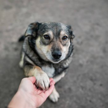 Tenemos dos nuevos cursos de educación canina funcional