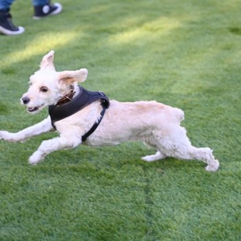 Alcalde Jaime Bellolio encabezó reapertura de la Zona Canina del Parque Inés de Suárez