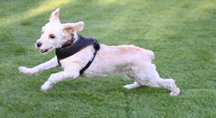 Alcalde Jaime Bellolio encabezó reapertura de la Zona Canina del Parque Inés de Suárez