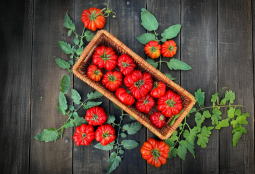El rey del verano tiene su fiesta: Festival del Tomate 2025 llega a Providencia este fin de semana