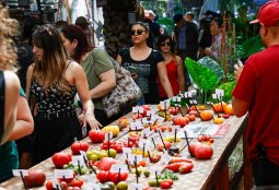 El Festival del Tomate 2025 deleitó a 4.800 asistentes