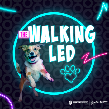 Súmate con tu mascota a la cuarta versión de Patitas a la calle: The Walking LED