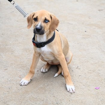 Todos merecen un hogar: Día del Perro sin Raza