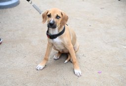 Todos merecen un hogar: Día del Perro sin Raza