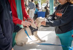 Ven a la 2° versión de la Feria “Andacollo y las mascotas”