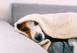 Te entregamos recomendaciones para cuidar a tu mascota en invierno