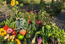 Semillas, saberes y sabores: el Festival de la Cosecha se celebra en Providencia