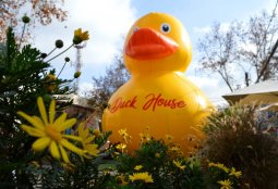 ¡No viene solo! El Pato gigante vuelve con una bañera de patitos y juegos en Barrio Italia