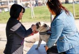 Revisa las fechas de los operativos veterinarios gratuitos durante octubre