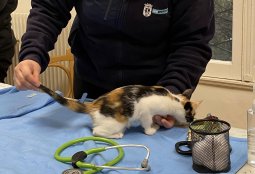 Revisa las fechas de los operativos veterinarios gratuitos de noviembre