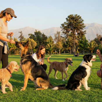Sé parte de una nueva versión del Curso de Educación Canina Funcional