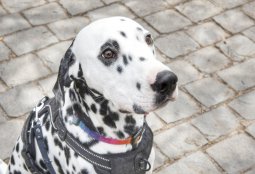 Estas son las fechas de los operativos veterinarios gratuitos durante diciembre