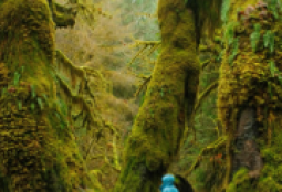 Taller Los Sonidos del Bosque