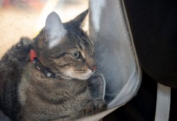 ¡No te quedes sin cupo! Revisa los operativos veterinarios gratuitos de febrero