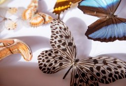 El mundo de los insectos llega al Parque Inés de Suárez con muestras vivas y especies gigantes