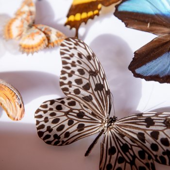 El mundo de los insectos llega al Parque Inés de Suárez con muestras vivas y especies gigantes