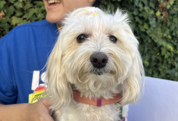 Revisa las fechas de los operativos veterinarios gratuitos