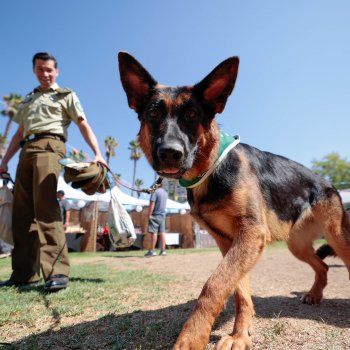 Más de 3 mil personas disfrutaron de la V versión de ‘‘Patitas al Parque’’
