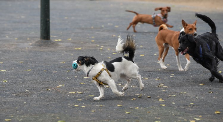 Zona Canina de la Plaza Río de Janeiro cambiará por completo su piso de caucho