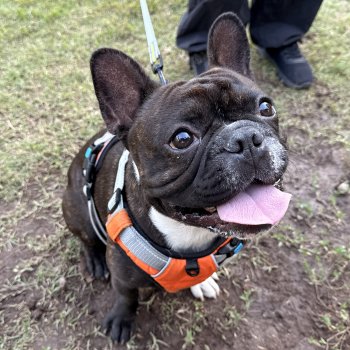 ¡Últimos cupos! Inscríbete en el curso gratuito de Educación Canina Funcional