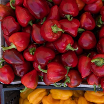 Entre sabores y aromas: Conoce y apoya las ferias libres de Providencia