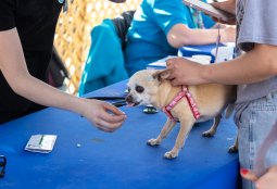 ¡Llegó julio! Conoce las fechas de los Operativos Veterinarios gratuitos