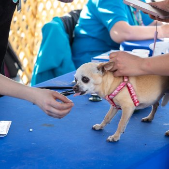 ¡Llegó julio! Conoce las fechas de los operativos veterinarios gratuitos