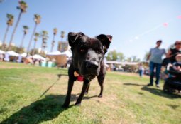No te pierdas la 1° Jornada de Adopción y Tenencia Responsable de Mascotas