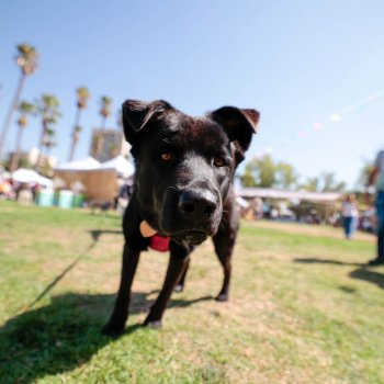 No te pierdas la 1° Jornada de Adopción y Tenencia Responsable de Mascotas