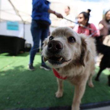 Conoce las fechas de los operativos veterinarios gratuitos de octubre